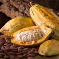 Organic Certified Cacao