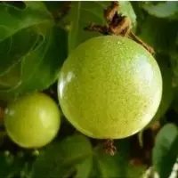 Fresh Passion Fruit