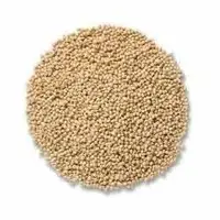 Sorghum