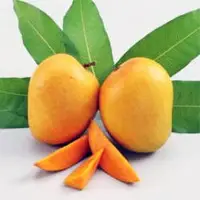 Kesar Mango