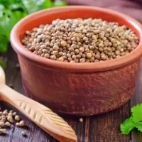 Coriander
