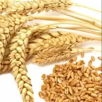 Wheat
