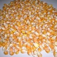 Maize