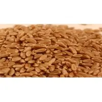 Wheat