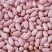 South vietnam groundnuts