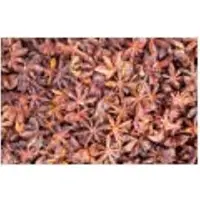 Autumn Star Aniseed