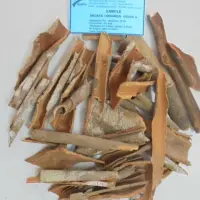 Broken Cassia Vietnam