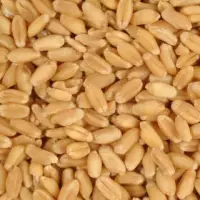 Wheat