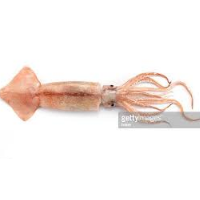 Squid & Cuttle Fish