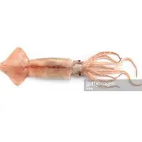 Squid & Cuttle Fish