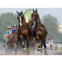 Driving Harness