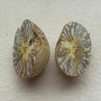 Betel Nut