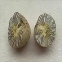 Betel Nut