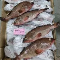 Reef Cod