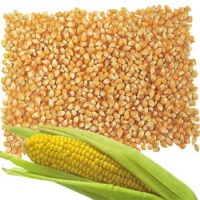 Animal Feed Yellow Corn