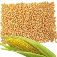 Animal Feed Yellow Corn