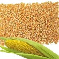 Animal Feed Yellow Corn