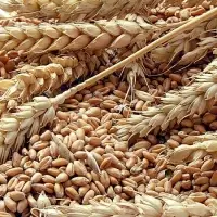 Soft Milling Wheat