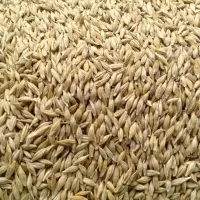 Feed Barley