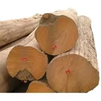 Teak