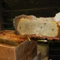 Pure Australian Wild Native Honey