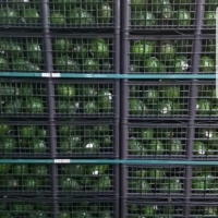 Fresh Avocado