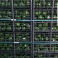 Fresh Avocado
