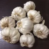 Garlic