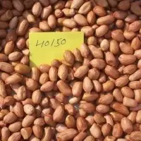 Groundnut (Peanut)