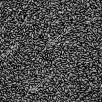 Basil Seeds