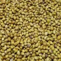 Coriander Seeds