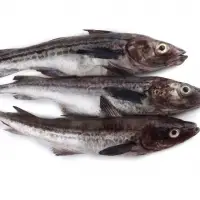 Alaska Pollock Fish
