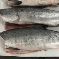 Salmon - Chum