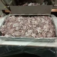 Squid Komandorskiy Tenacles