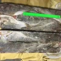 Cod - Pacific HG