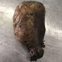 Sea Cucumber WR