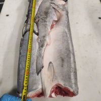 Sockeye Salmon H/G in Frozen Block