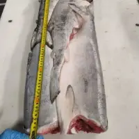 Sockeye Salmon H/G in Frozen Block