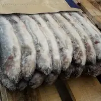 Herring