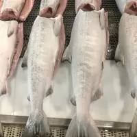 Salmon - Pink HG