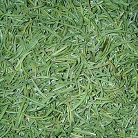 Rosemary