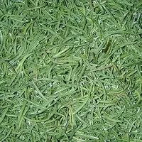 Rosemary