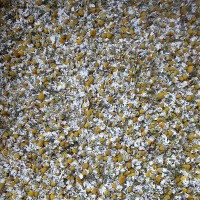 Chamomile