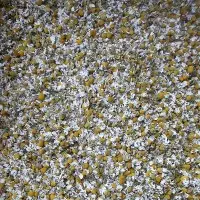 Chamomile