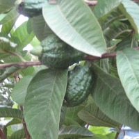 Guava Paper
