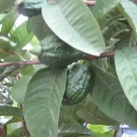Guava Paper