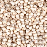 Sorghum Seeds
