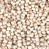 Sorghum Seeds