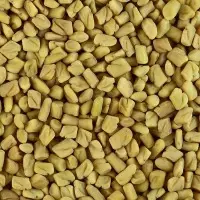 Fenugreek Seeds