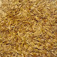 Caraway Seeds